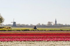fietsen-tulpenvelden-land-van-leeghwater-web
